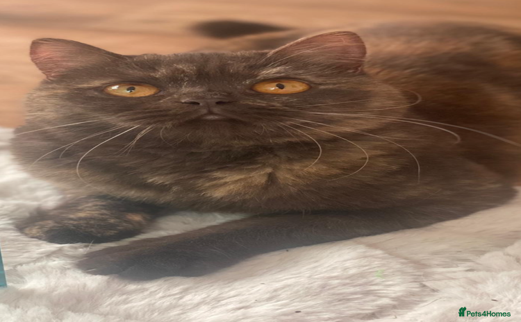 British Shorthair cats - Advert 13