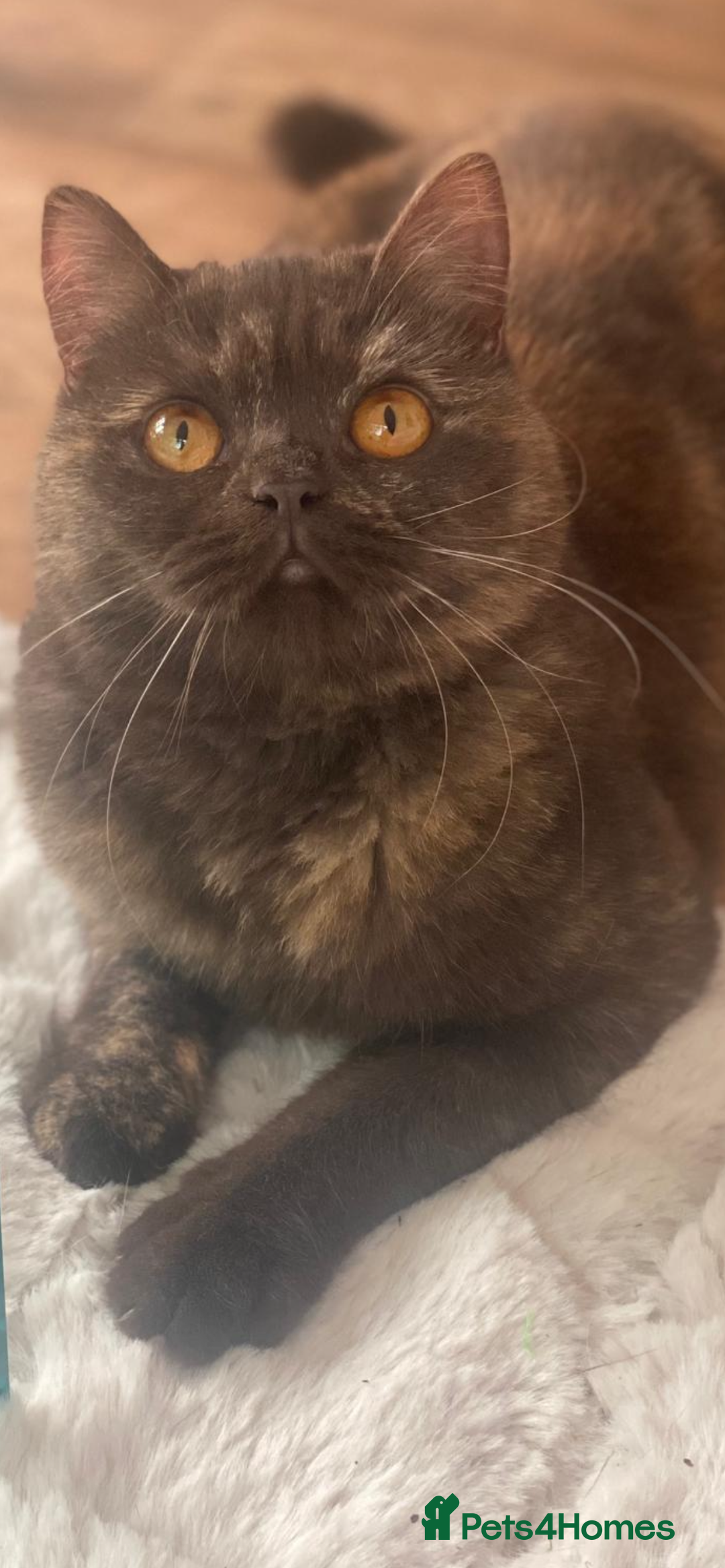 British Shorthair cats for sale: Two beautiful BSH girls must go together - Image 1