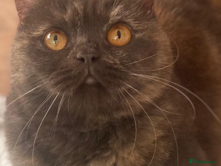 British Shorthair cats - Advert 11