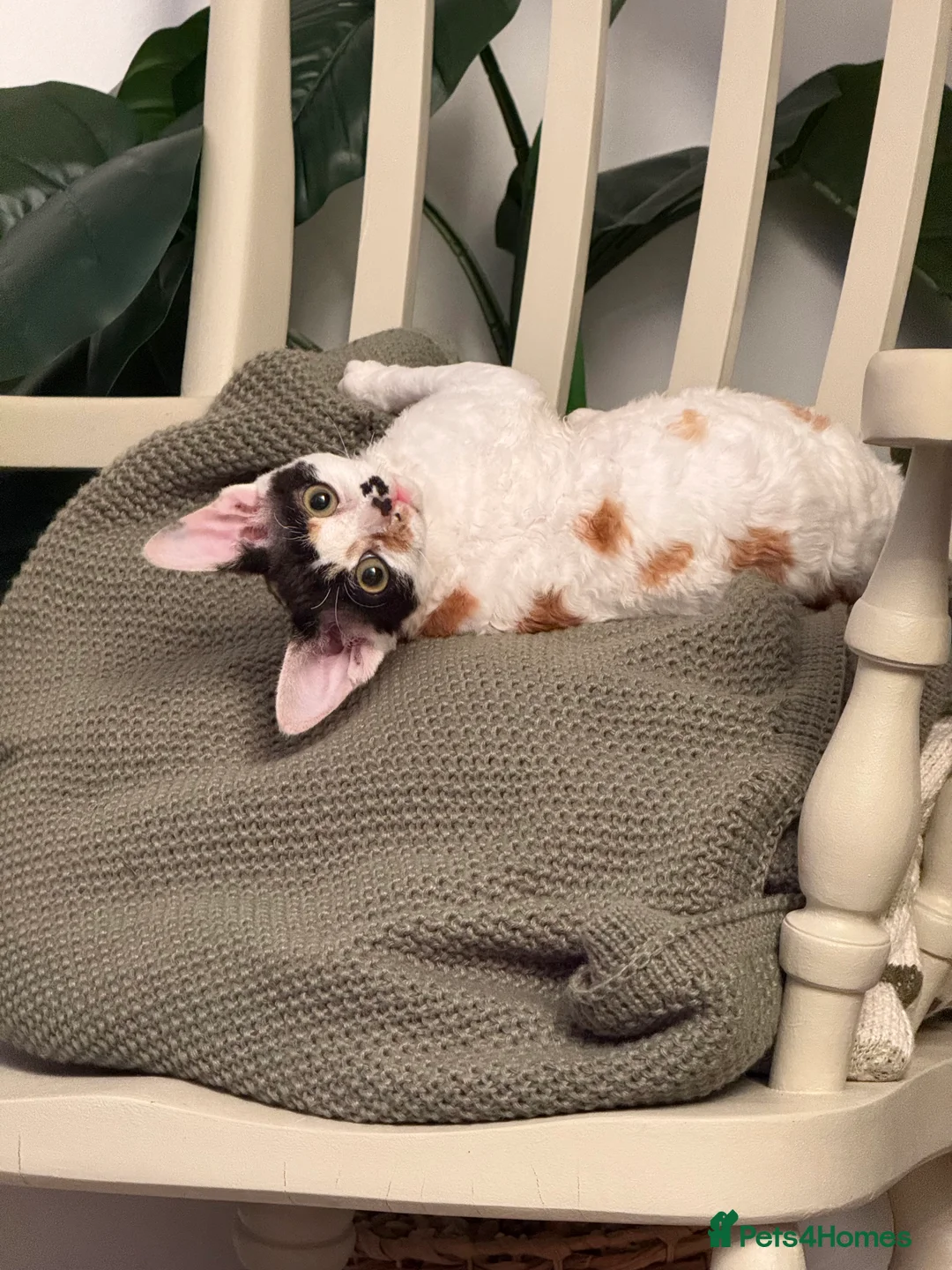 Devon Rex cats for sale: TWO STUNNING SHOW GIRLS - Advert 18