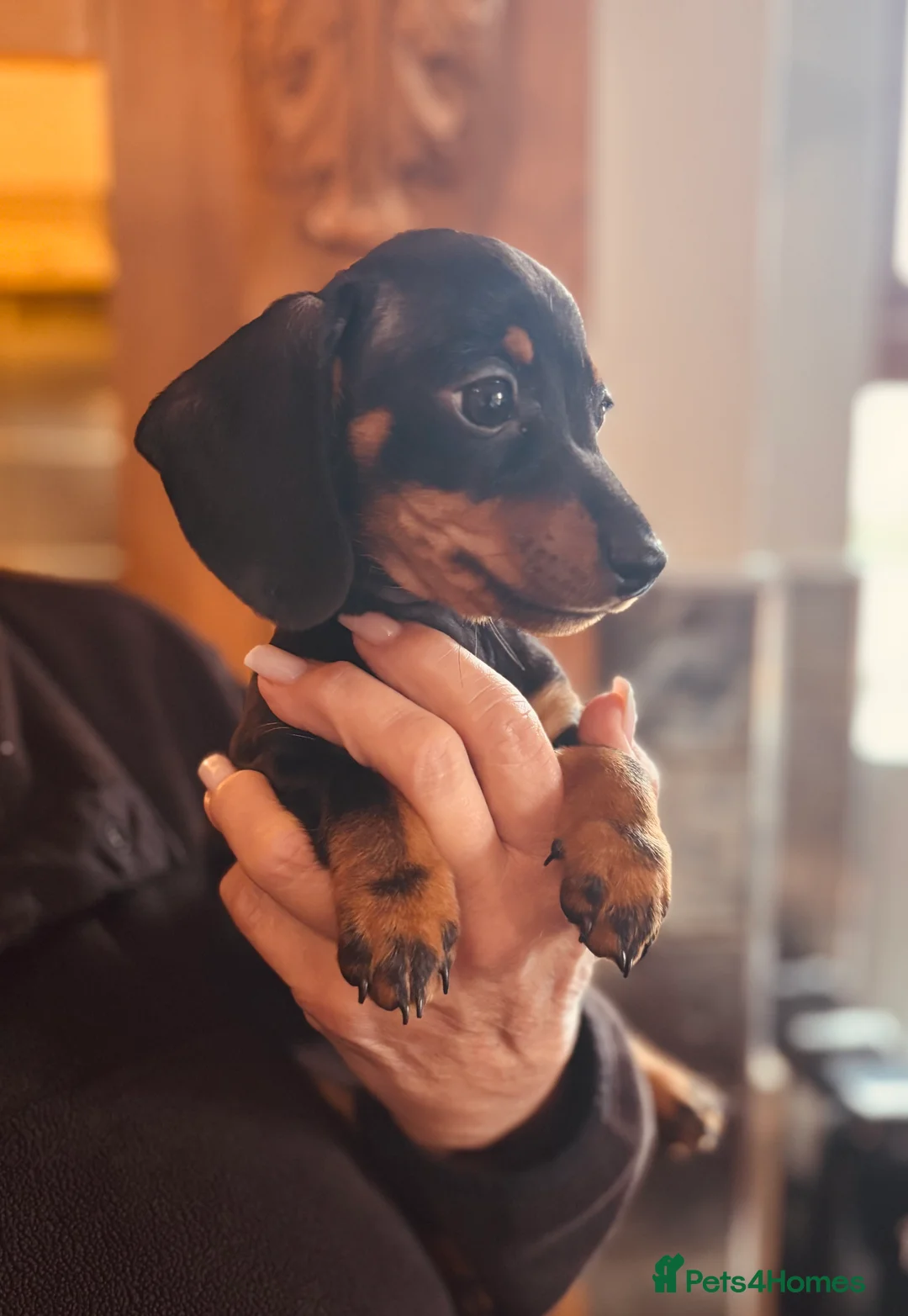 Miniature Dachshund dogs for sale: PRA clear, KC girls, licensed breeder - Advert 8