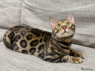 Bengal cats cat for mating - Advert 1