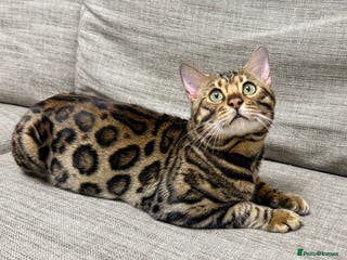 Bengal cats cat for mating. Bengal TICA - Advert 1
