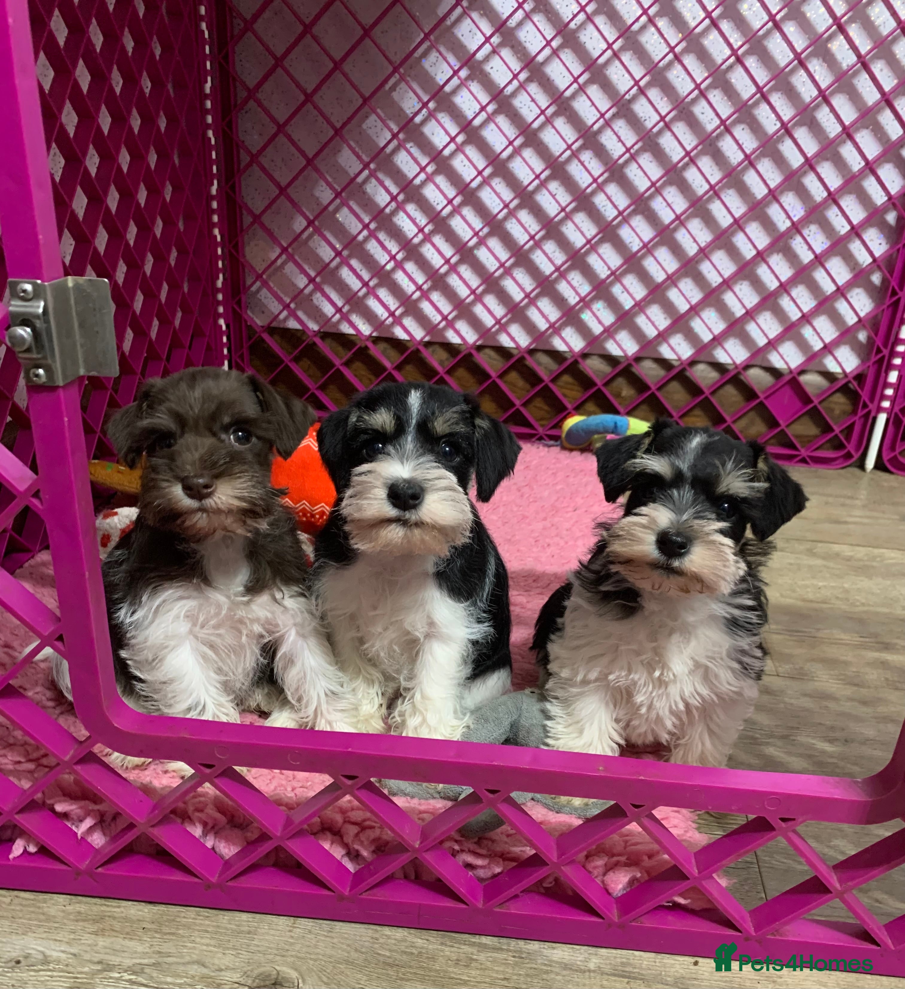 Miniature Schnauzer dogs 5* LICENSED. KC MINI ( TOY) SCHNAUZER LITTER - Advert 2