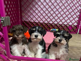 Miniature Schnauzer dogs 5* LICENSED. KC MINI ( TOY) SCHNAUZER LITTER - Advert 2