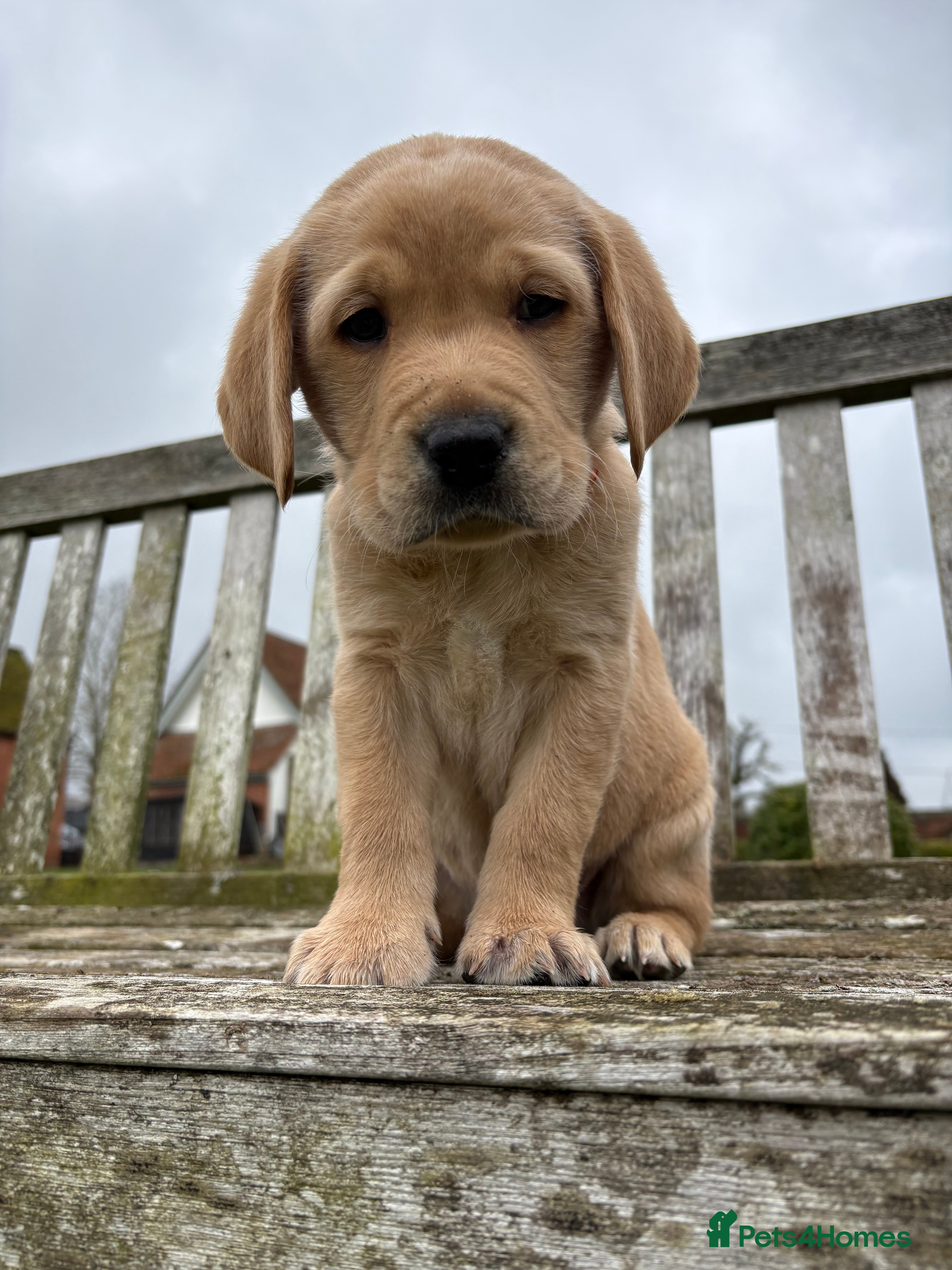 Labrador Retriever dogs One darling Fox Red Labrador boy left - Advert 5