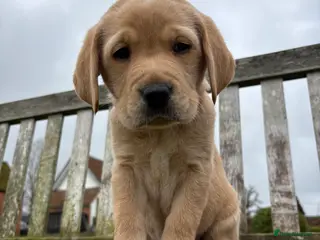Labrador Retriever dogs One darling Fox Red Labrador boy left - Advert 5