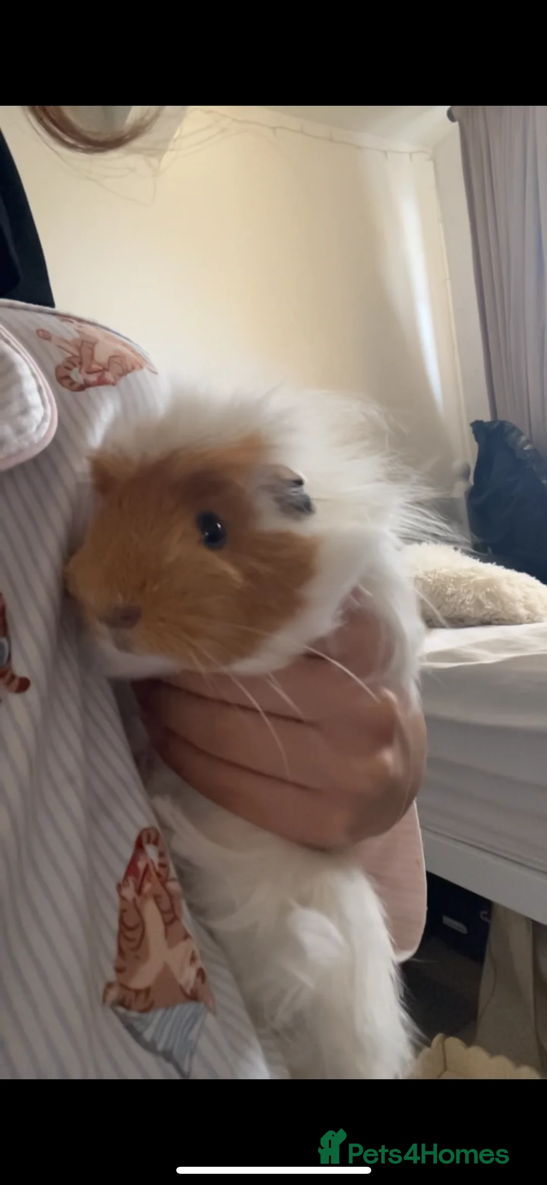 Guinea Pig rodents for sale: 2 Lovely guinea pigs  - Advert 5