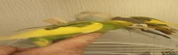 Budgerigars birds for sale: Baby budgie for sale  - Advert 3