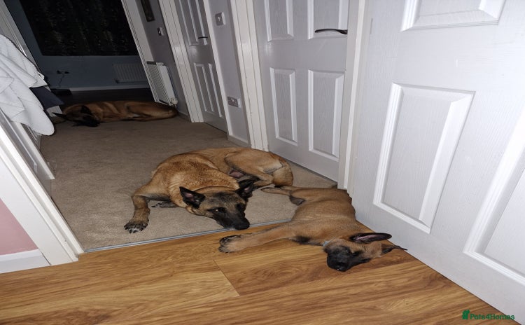 Belgian Shepherd Dog dogs - Advert 1