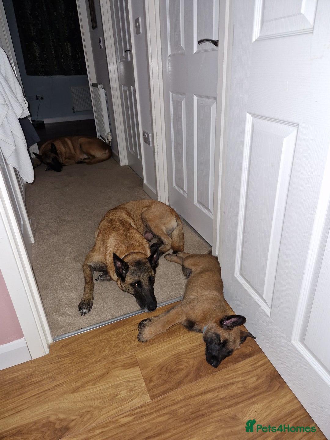 Belgian Shepherd Dog dogs for sale: Malinois Puppy for Sale - Pure, Healthy, KC Regist - Image 1