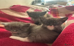 Ragdoll cats for sale: 2 male kittens (Half Ragdoll) - Image 8