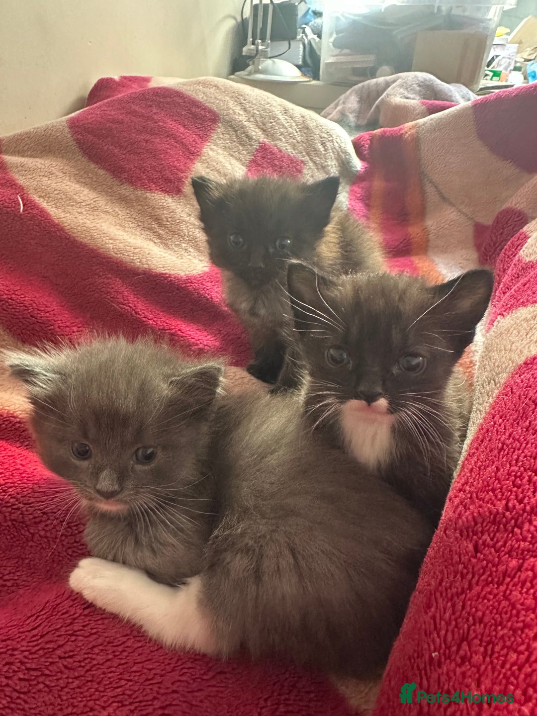 Ragdoll cats for sale: 2 male kittens (Half Ragdoll) - Image 8