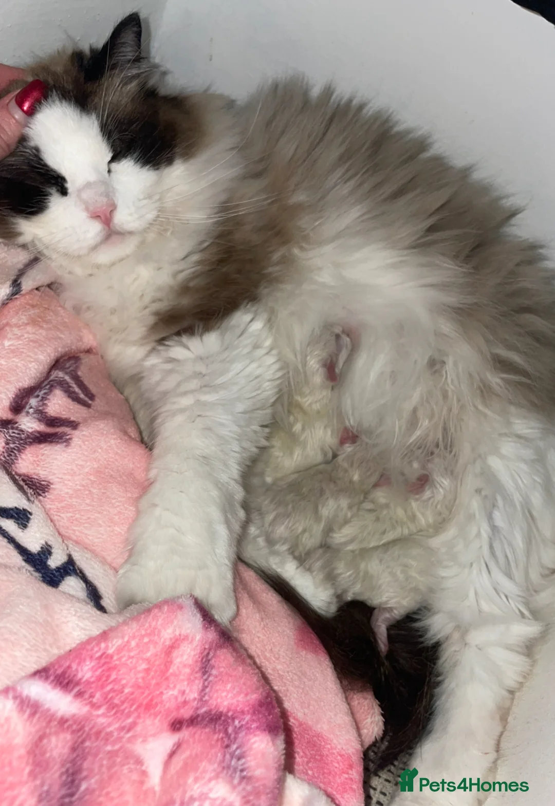 Ragdoll cats for sale: Championship Ragdoll babies  - Advert 3