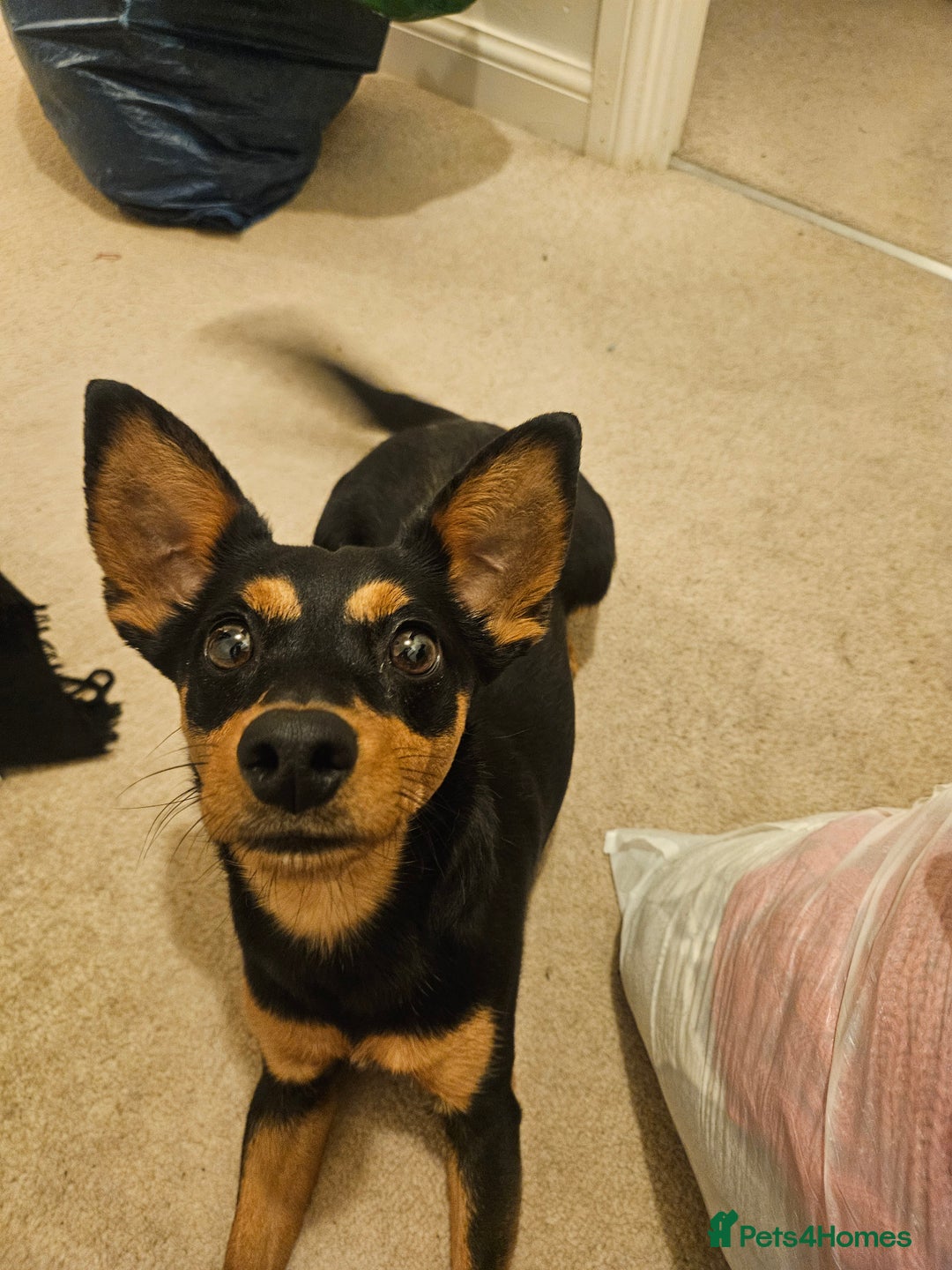 Mixed Breed dogs for sale: Gentle loving puppy selling due to family illness  - Image 6