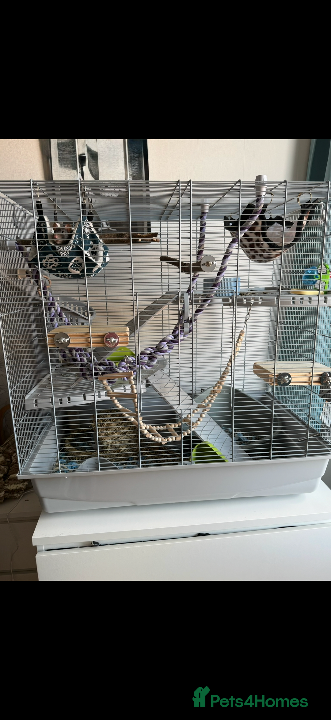 Rat rodents for sale: Free 2 female pet rats and cage  - Image 3