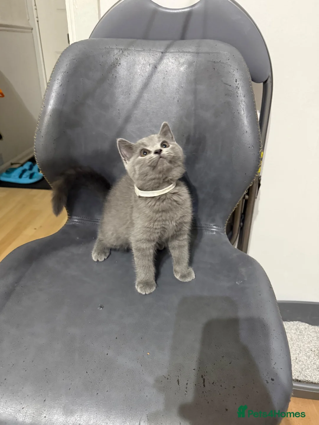 British Shorthair cats for sale: Blue/grey British Shorthair kitten  - Advert 2