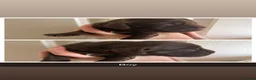 Sprocker dogs for sale: Sprockers for sale  in Doncaster - Advert 13