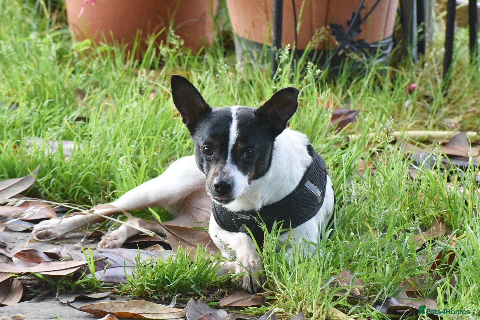 Mixed Breed dogs for adoption: Pipo - Andalusian Terrier in Alfreton - Advert 3