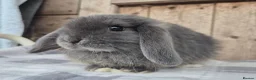 Mini Lop rabbits for sale: Mini lop girls ready now  - Advert 2