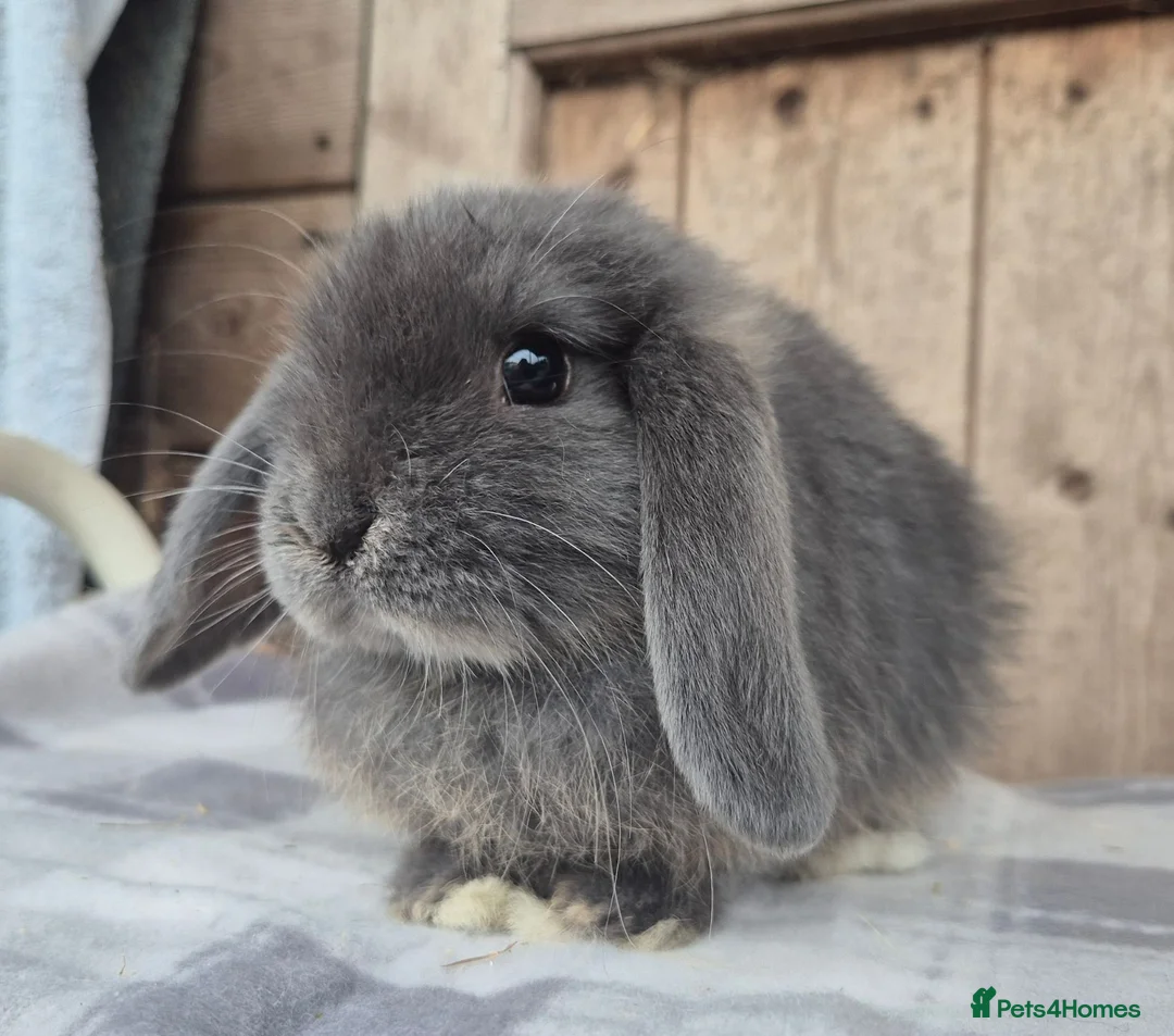 Mini Lop rabbits for sale: Mini lop girls ready now  - Advert 2