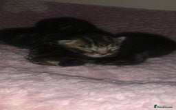 British Longhair cats for sale: 3 tabby kittens - Image 3