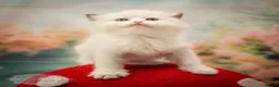 Ragdoll cats for sale: Stunning Ragdoll Kitten Boy LSEA 94% Purity! - Advert 6