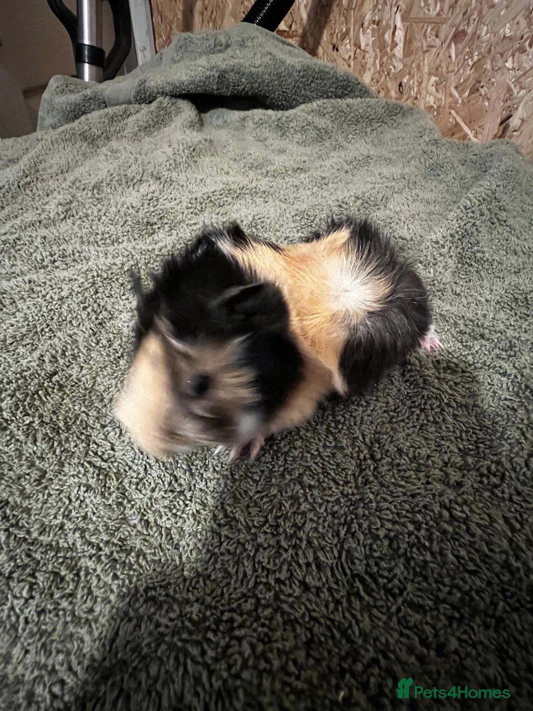 Guinea Pig rodents for sale: baby guinea pig - Advert 16