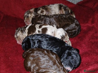 Cockapoo dogs F1 mini cockerpoos born 22nd December - Advert 1