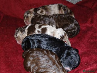 Cockapoo dogs F1 ❤️mini cockapoos❤️ 1girl 2boy - Advert 16