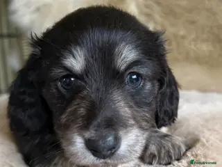 Dachshund dogs KC registered miniature long haired - Advert 5