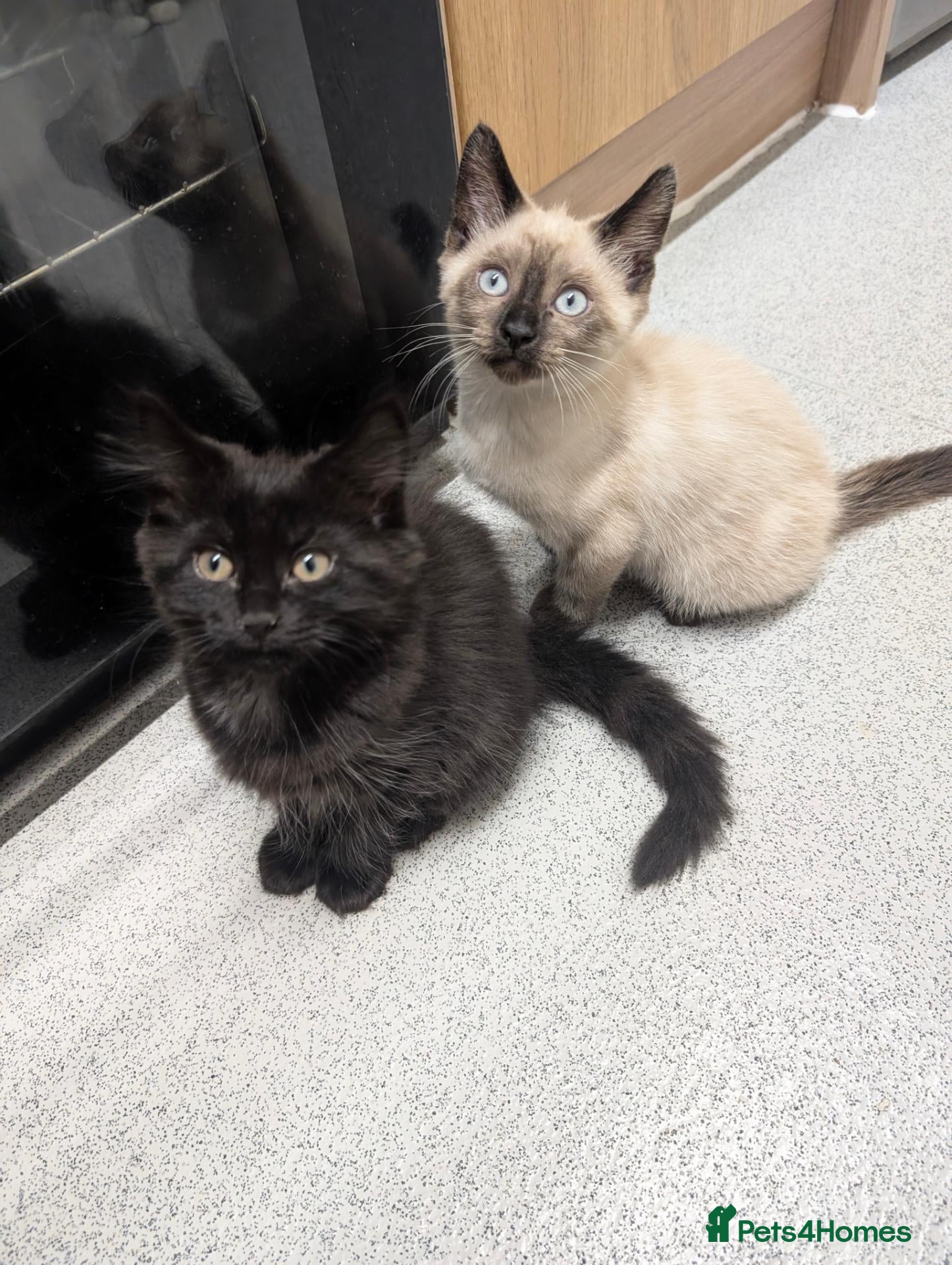 Mixed Breed cats for sale: Beautiful ragdoll mix kittens - Advert 9