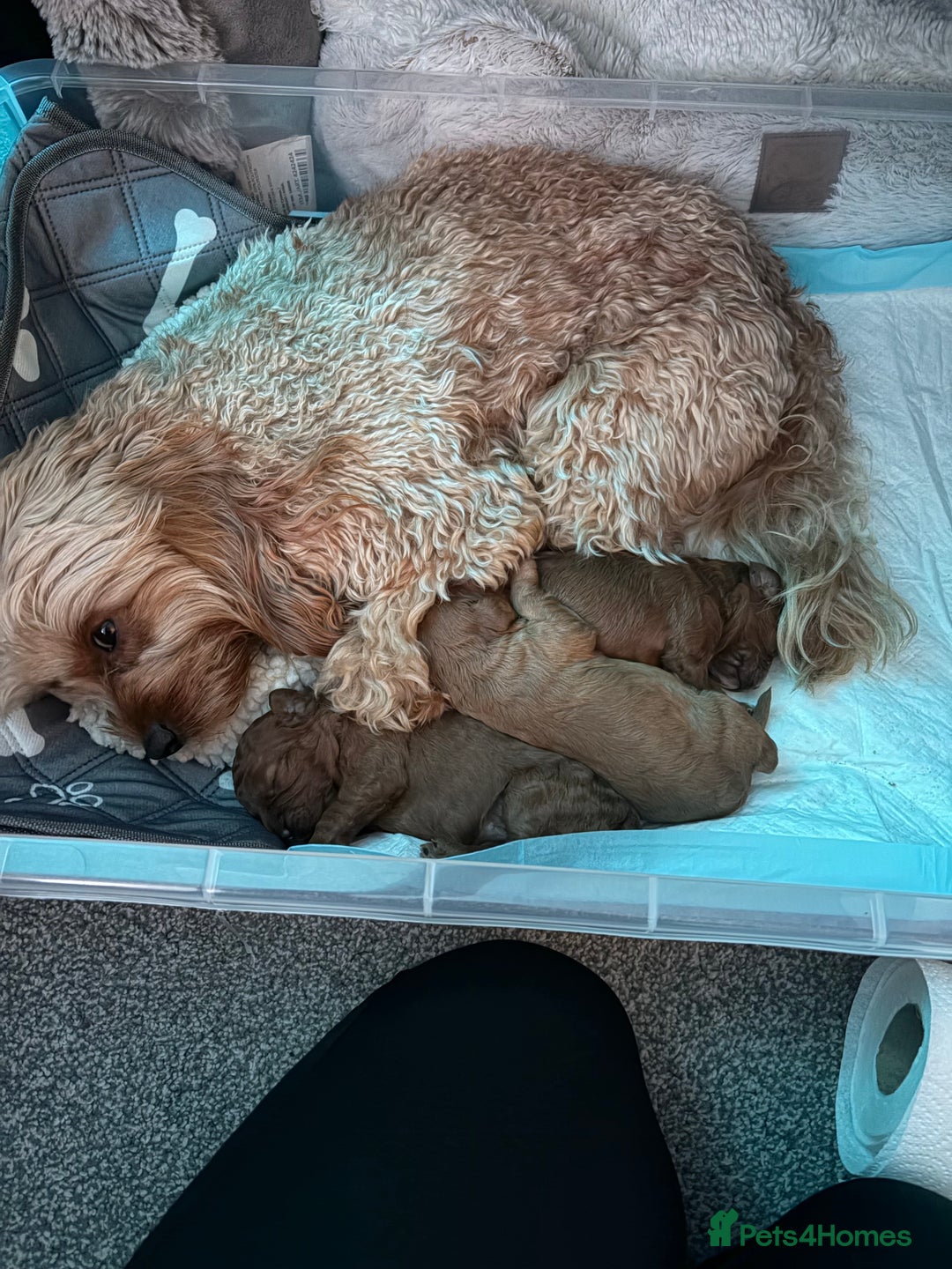 Cavapoo dogs for sale: Female Cavapoo  - Advert 7