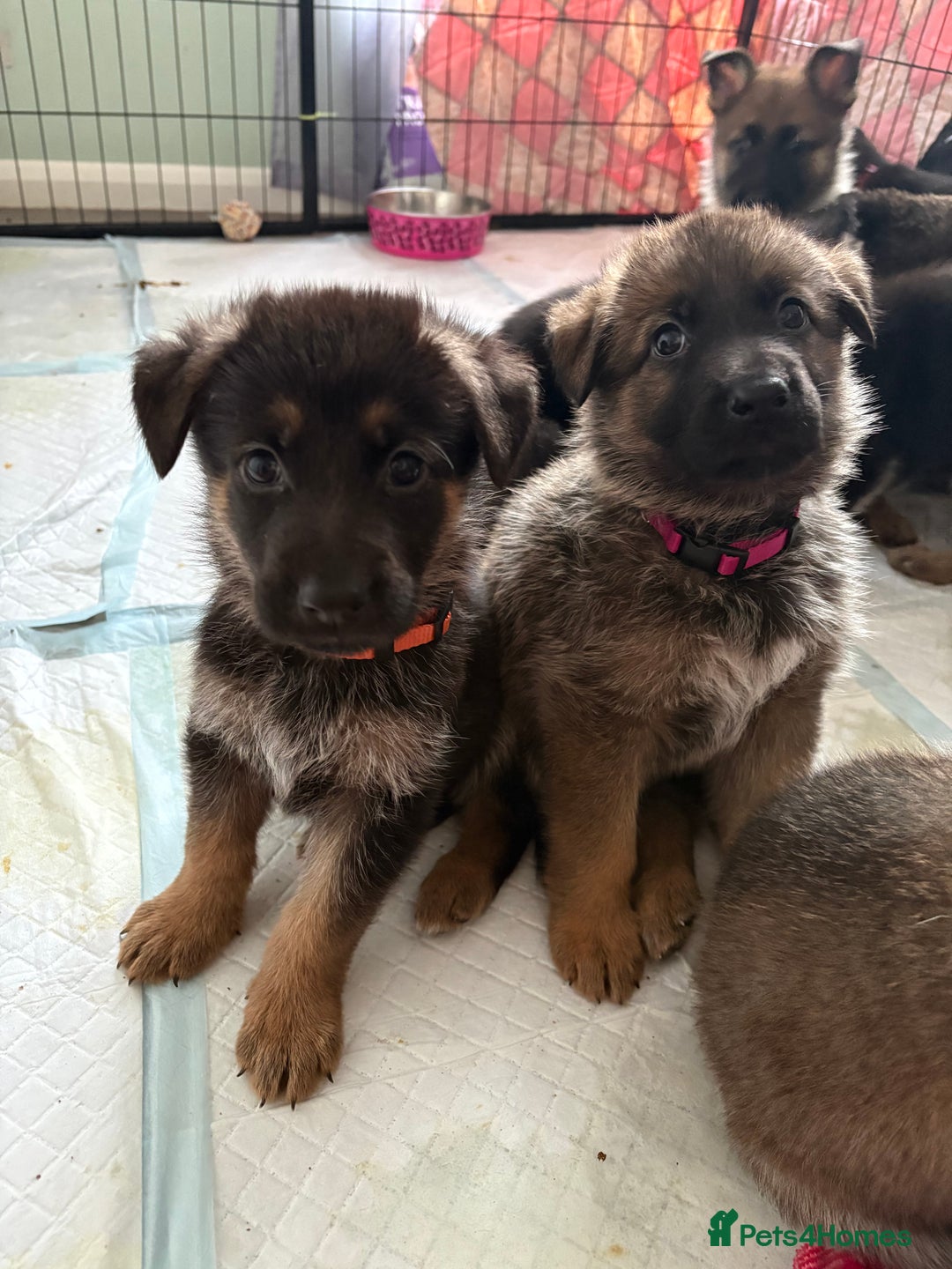 Mixed Breed dogs for sale: Belgian malinois x German Shepherd puppies  - Advert 2