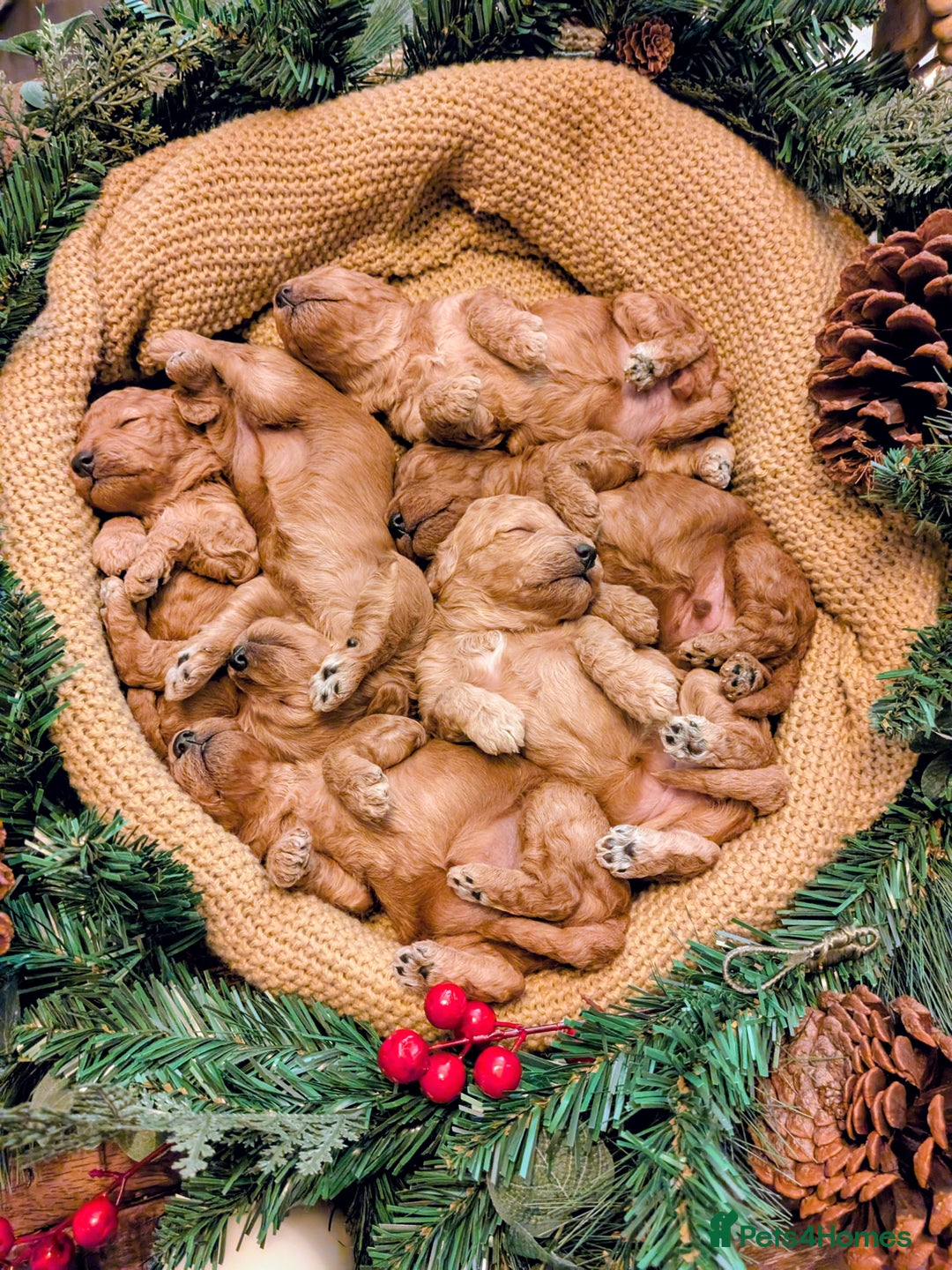 Cockapoo dogs for sale: F2 Cockerpoos 1 male and 5 females  - Advert 8