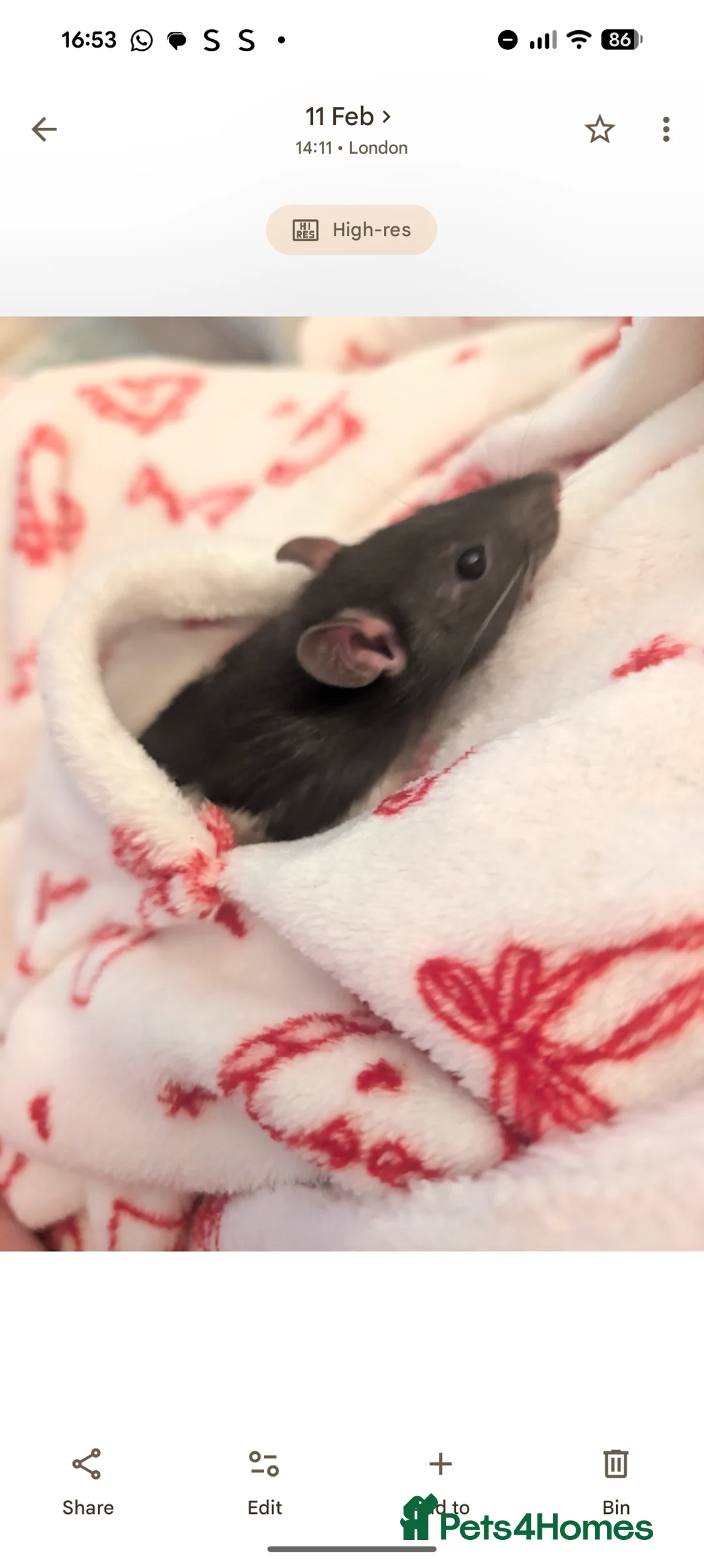 Rat rodents for sale: 2x all black and black and white male Rats in London - Advert 10