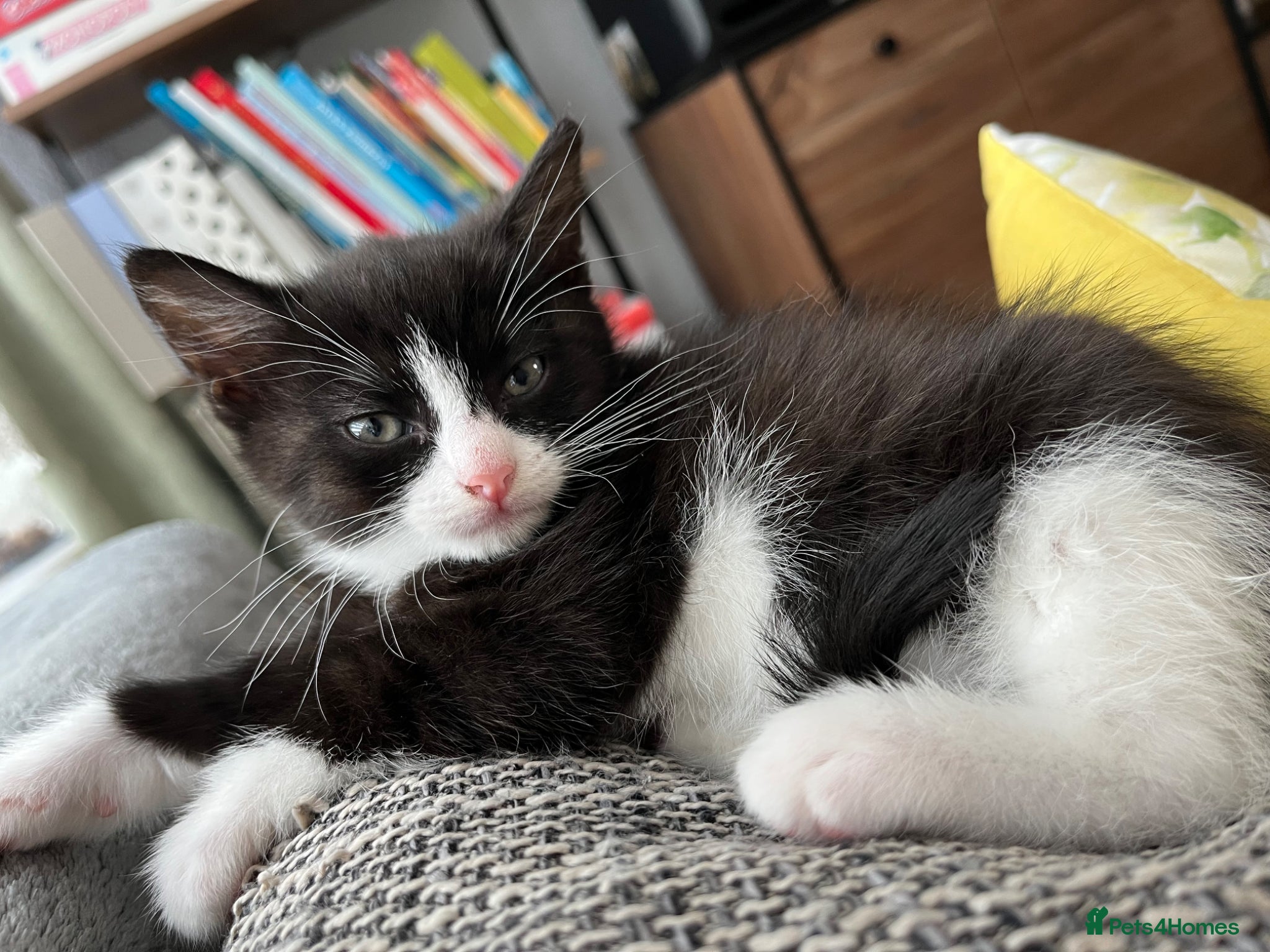Mixed Breed cats Black and white girl - Advert 6