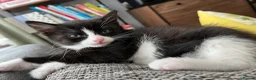 Mixed Breed cats for sale: Black and white girl in Morecambe - Advert 1