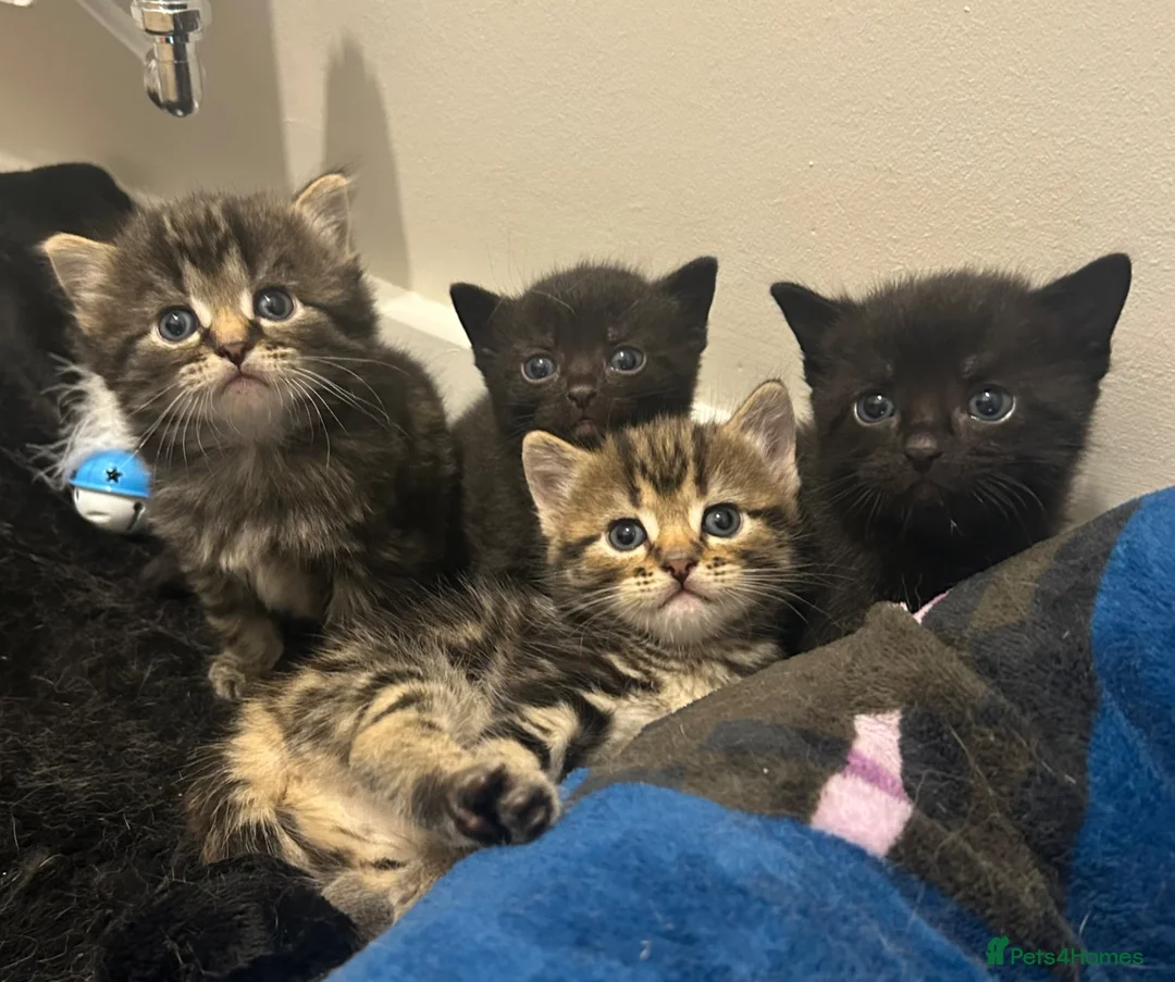 Mixed Breed cats for sale: 4 beautiful kittens  - Advert 2