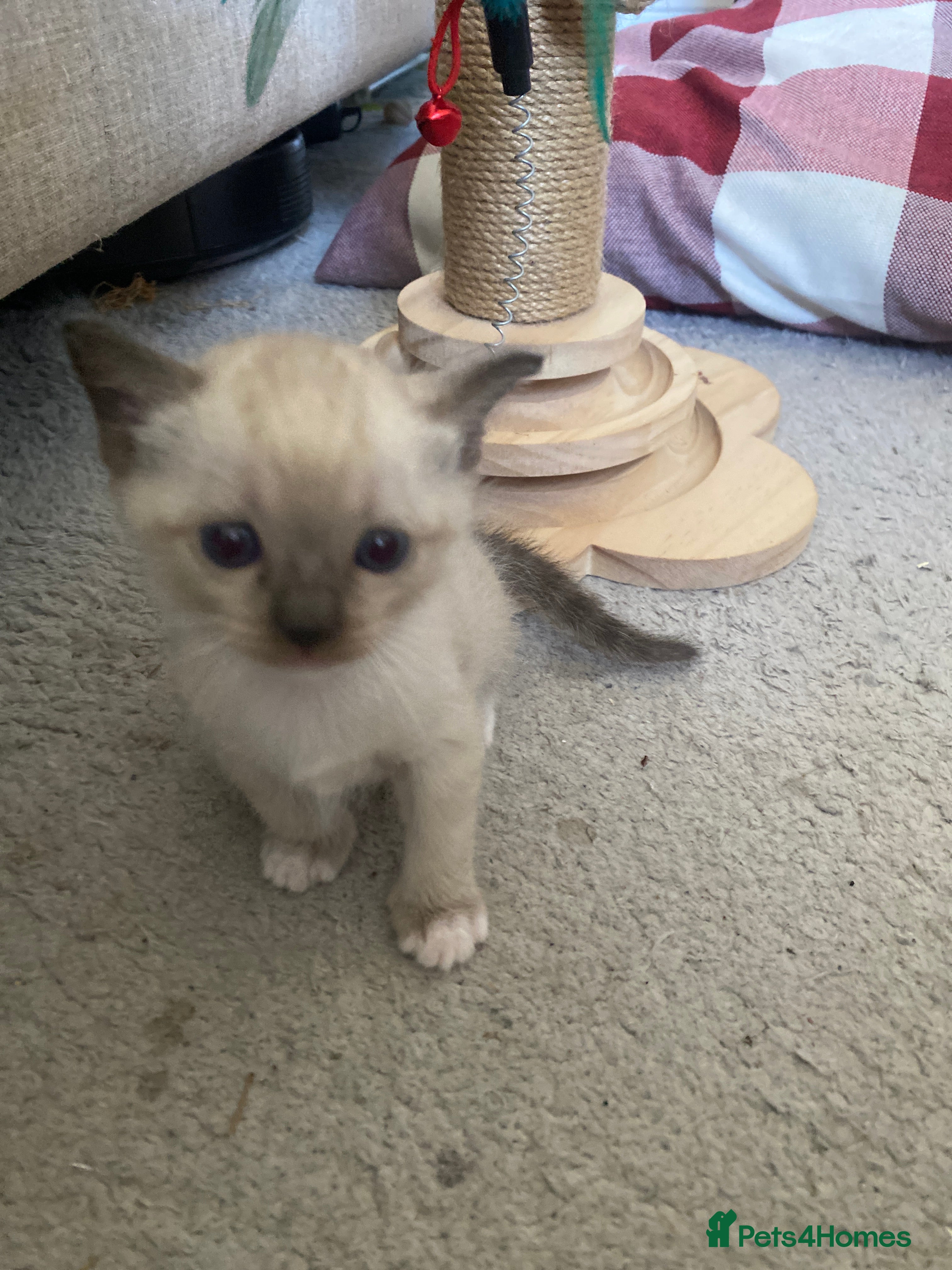Tonkinese cats Tonkinese x Raagdoll -Tonkdoll - Advert 2