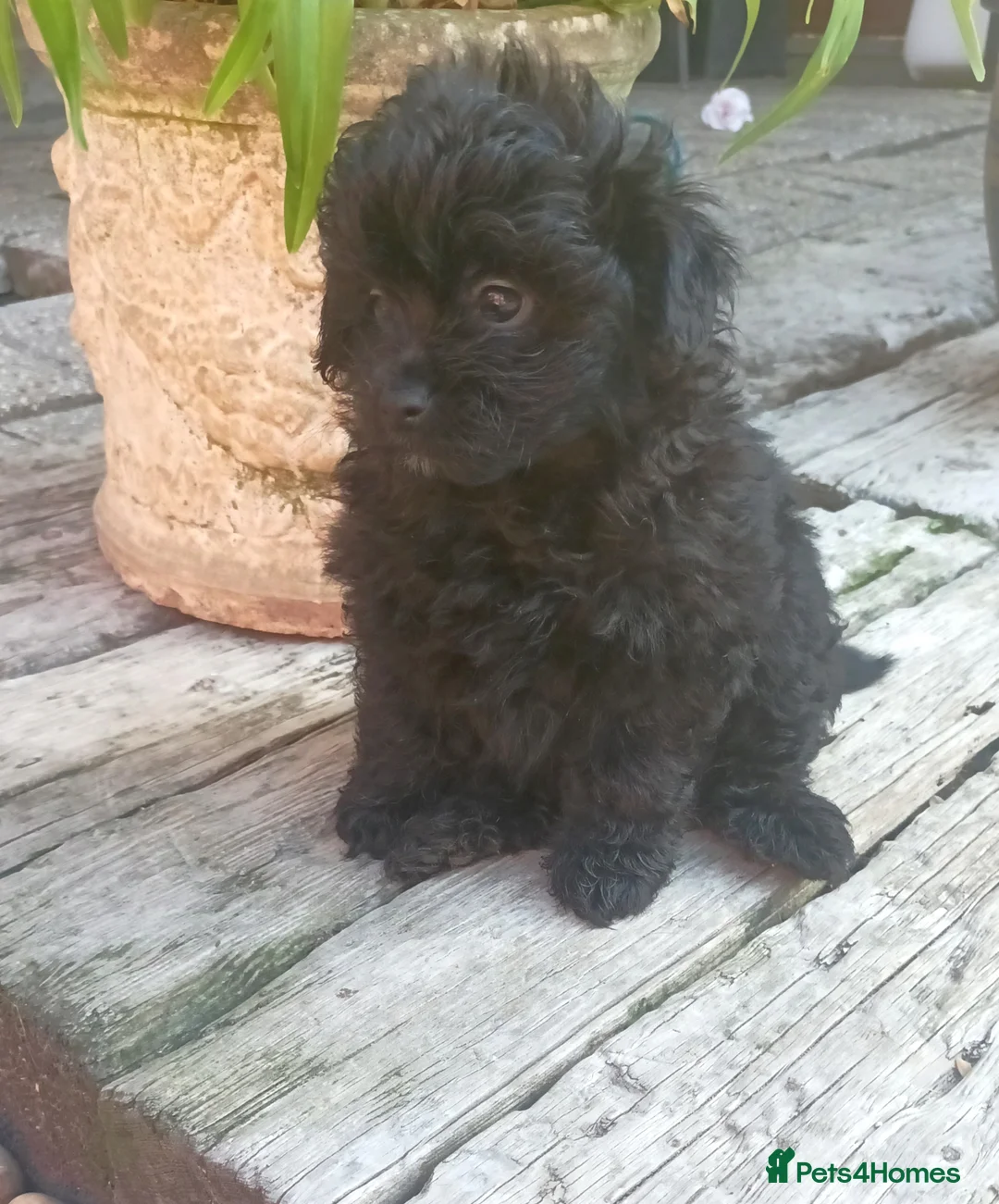 Pomapoo dogs for sale: Adorable F1 pomapoo puppies . - Advert 9