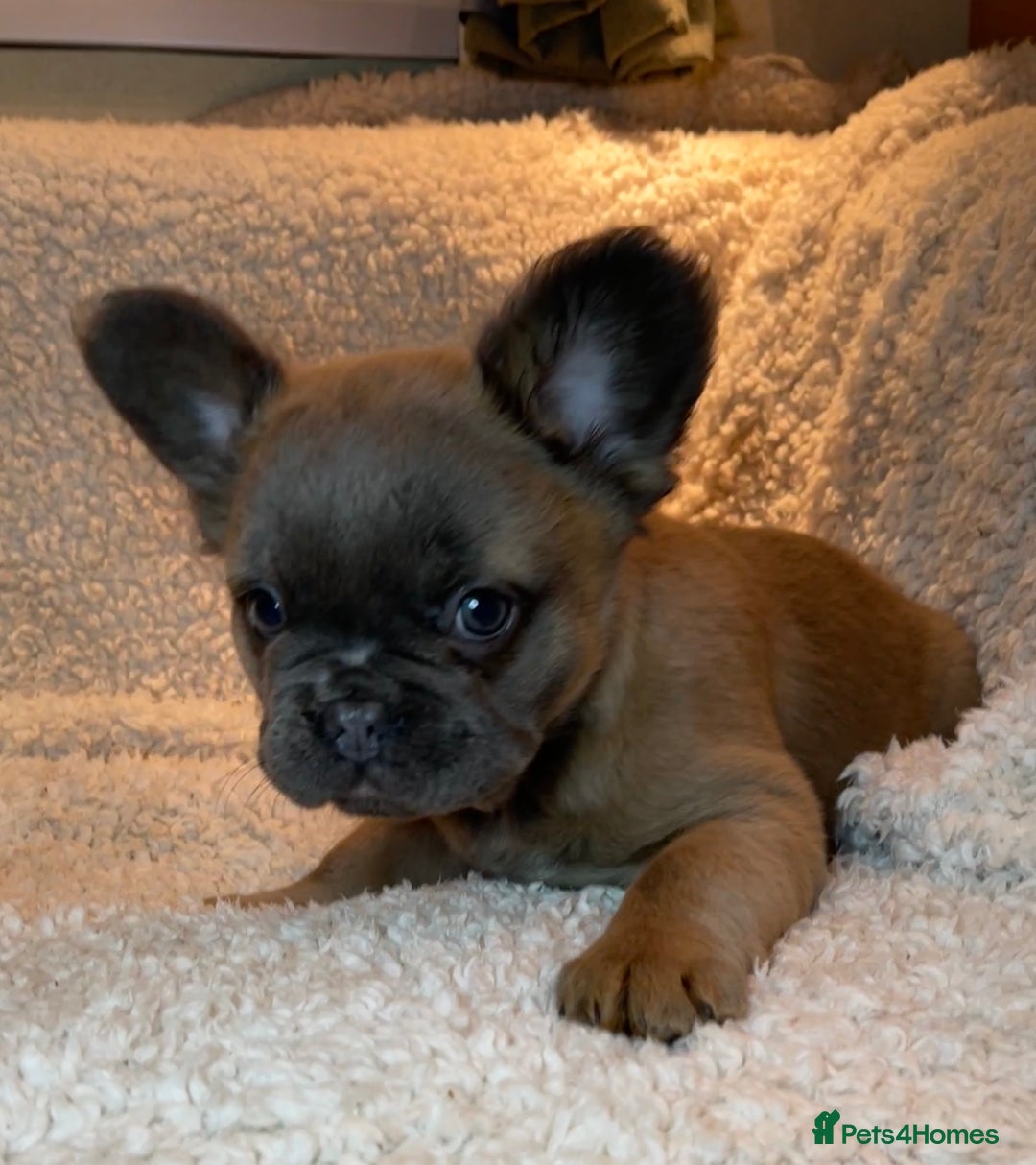 French Bulldog dogs for sale: Beautiful Fluffy Frenchie Pups - Advert 13