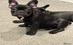 French Bulldog dogs for sale: French Bulldog Puppies 3 Months Old Girl and Boy  - Image 23
