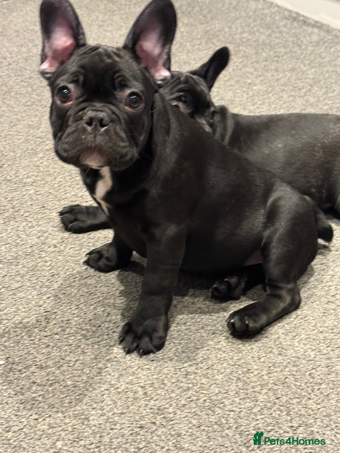French Bulldog dogs for sale: French Bulldog Puppies 3 Months Old Girl and Boy  - Image 23