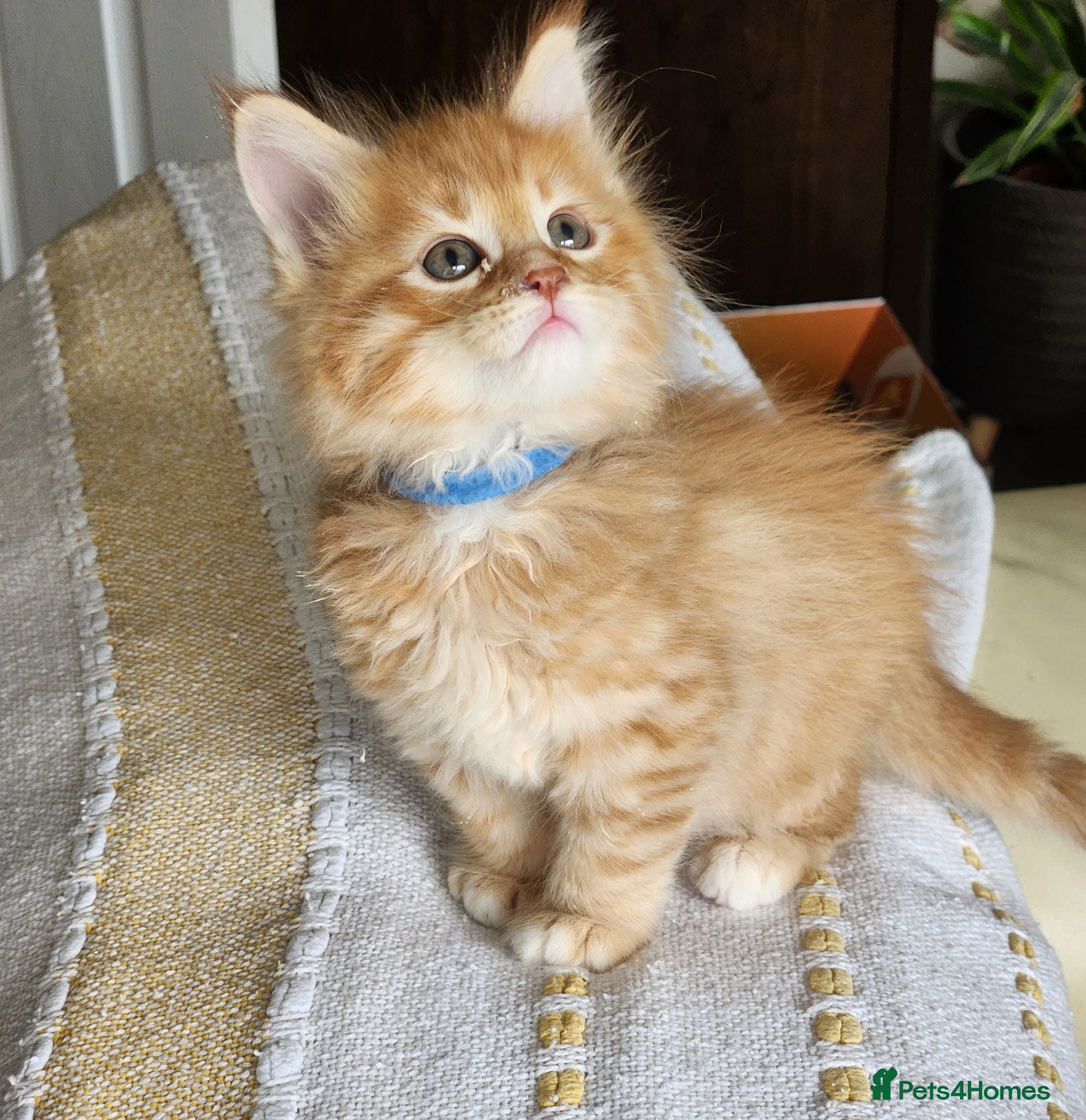 Maine Coon cats Maine Coon Litter of 5 now reserving - Advert 7