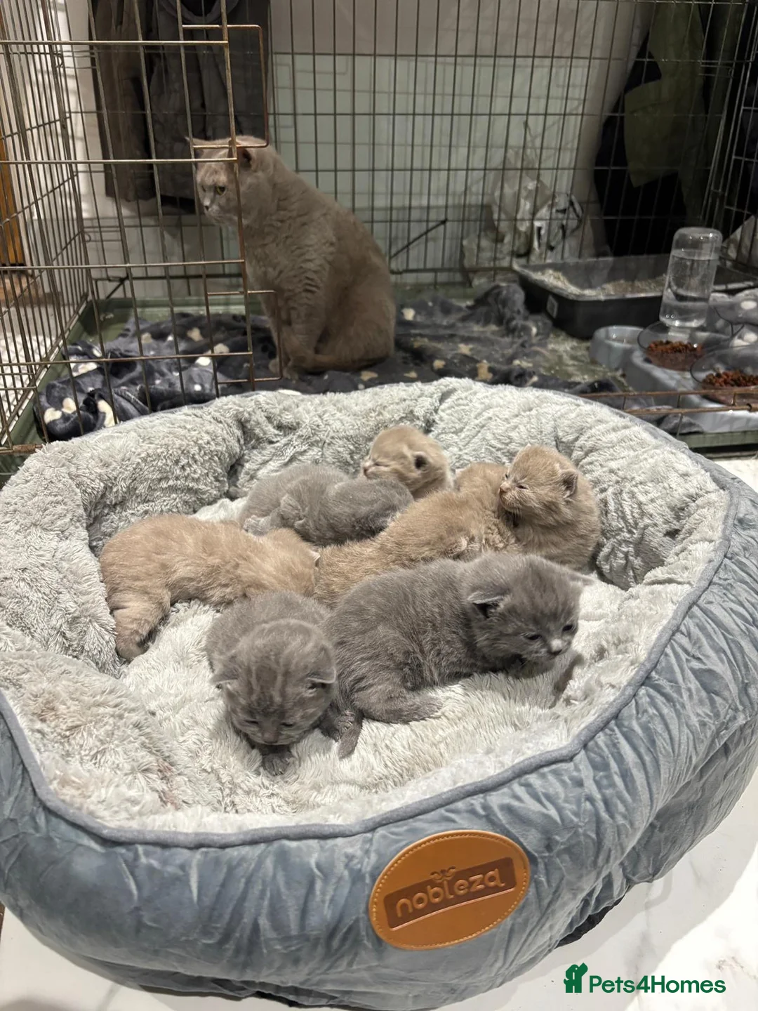 British Shorthair cats for sale: British shorthair kittens 🐈‍⬛ - Advert 9