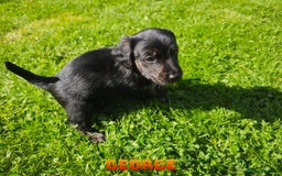 Mixed Breed dogs for sale: Parson Russell Cross Puppies  - Image 11