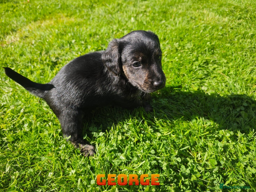 Mixed Breed dogs for sale: Parson Russell Cross Puppies  - Image 11