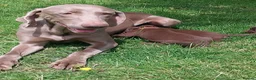 Mixed Breed dogs for sale: Chocolate puppies - Weim x WH Vizsla - Advert 10