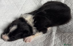 Border Collie dogs for sale:  Long Haired KC Reg Border Collie puppies for sale - Image 31